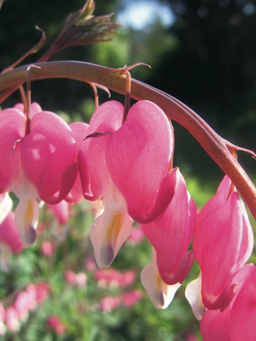 38 Blume